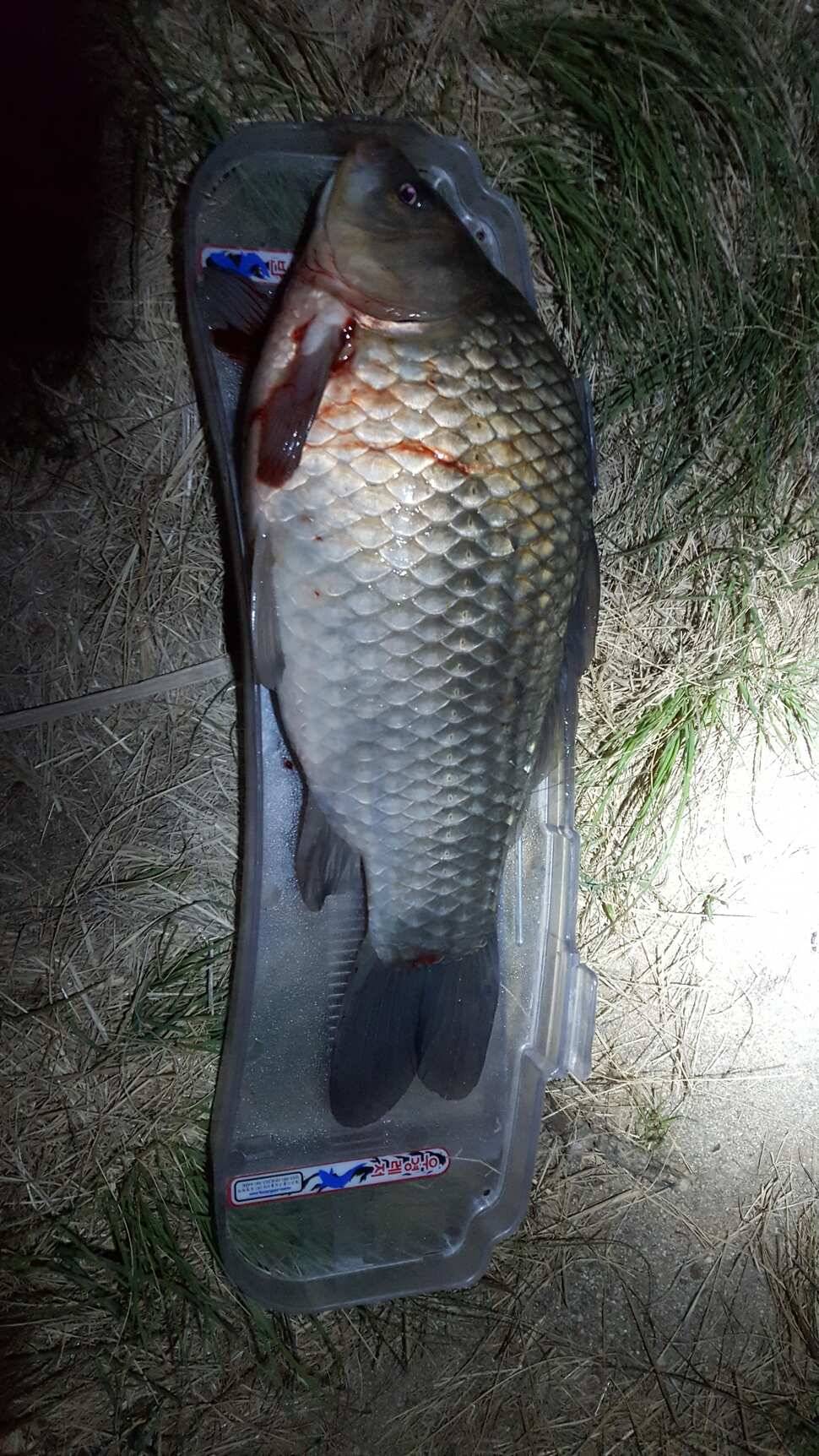 이쁜 붕어 (조황조행기 - 월척컵토종붕어챔피언십)