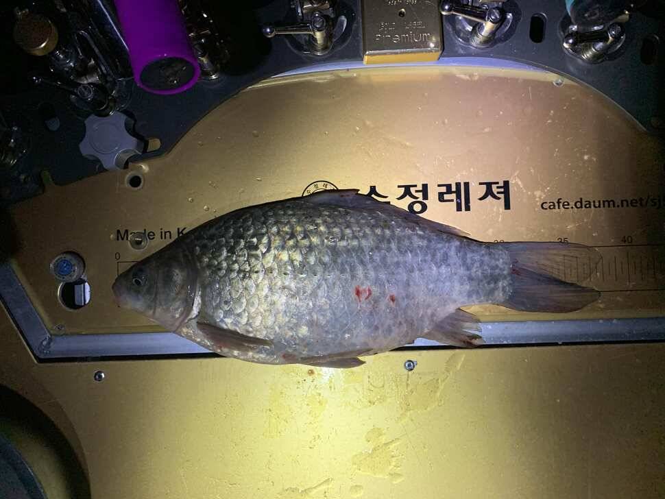 경기도 남양주시 (조황조행기 - 월척컵토종붕어챔피언십)